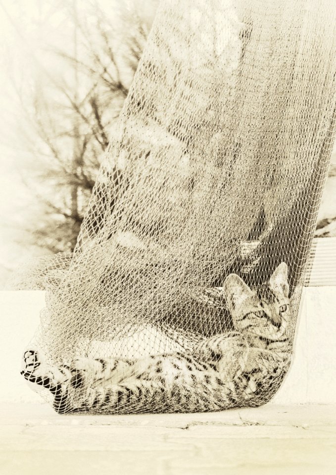 Gray Tabby Cat On Grey Net