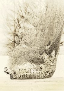 Gray Tabby Cat On Grey Net
