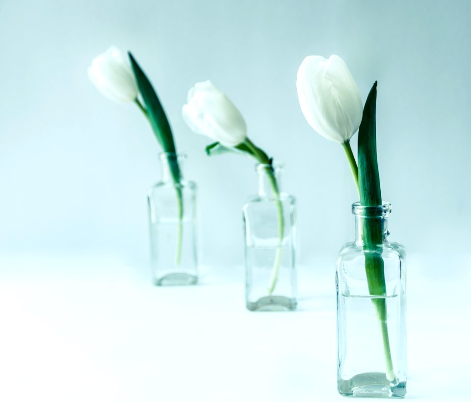 Three White Flowers On Clear Glass Bottles