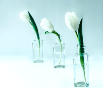 Three White Flowers On Clear Glass Bottles photo