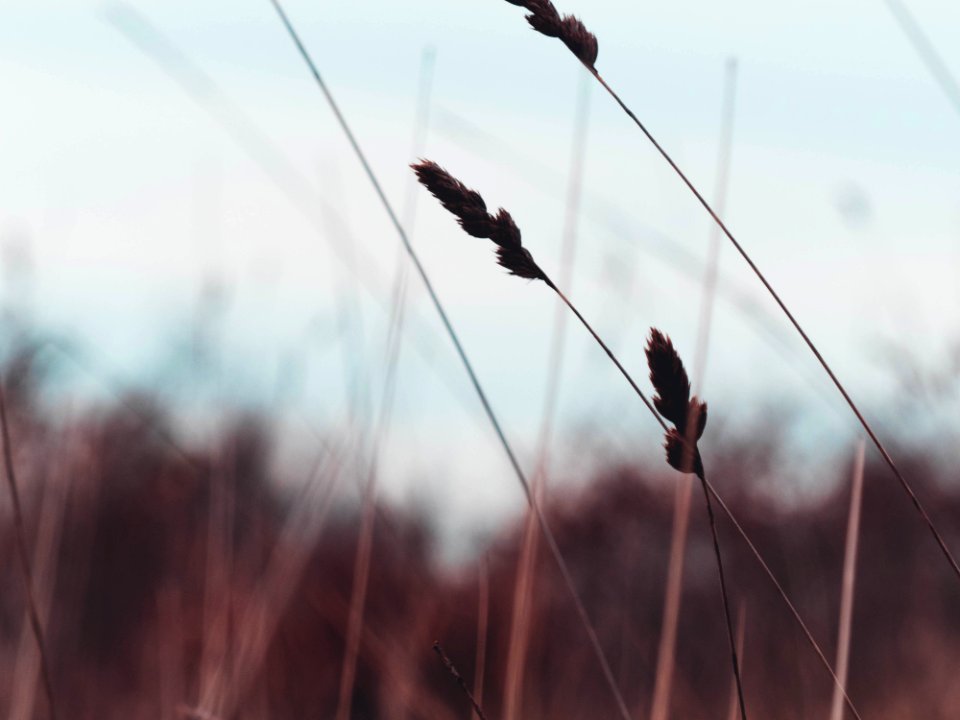 Silhouette Of Wheat