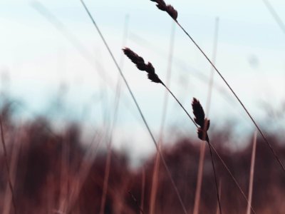 Silhouette Of Wheat photo