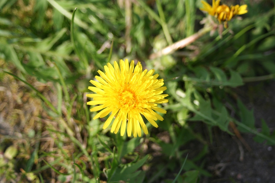 Dandelion yellow flower meadow