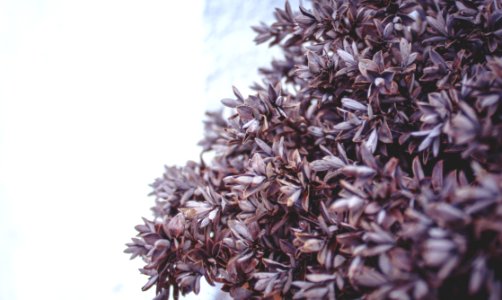 Brown Leaf Plant