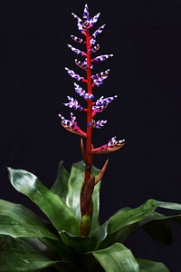 Colors aechmea blue tango