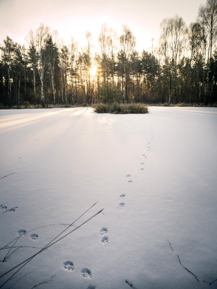 Grass Covered In Snow