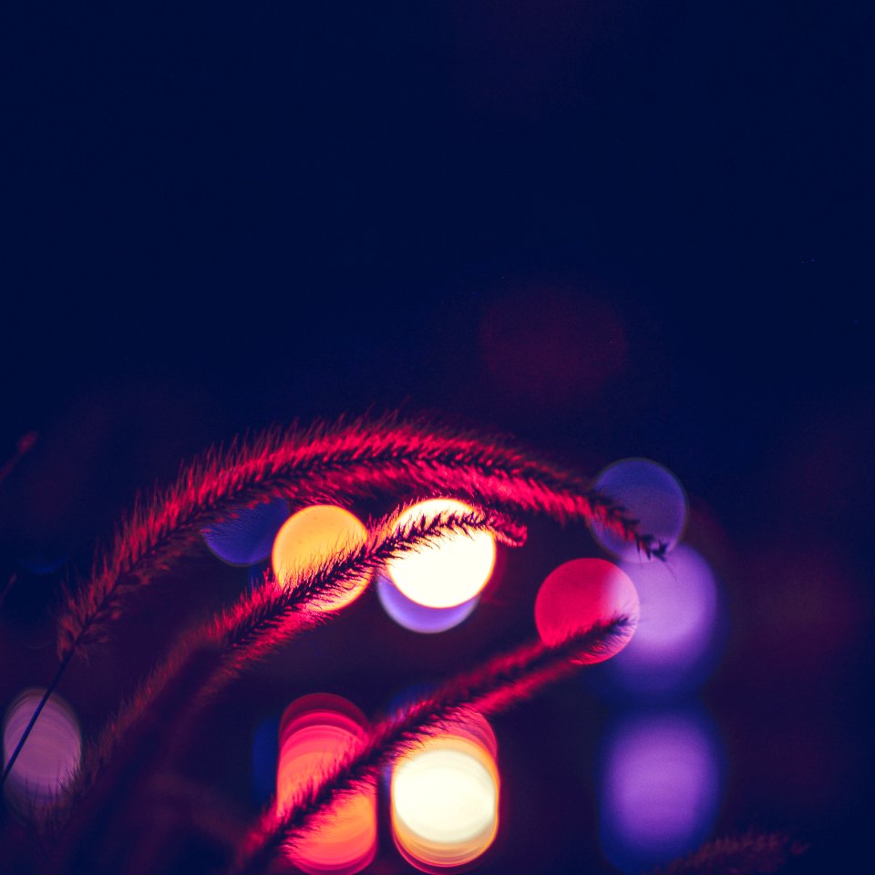 Bokeh Photography Of Beige Plant