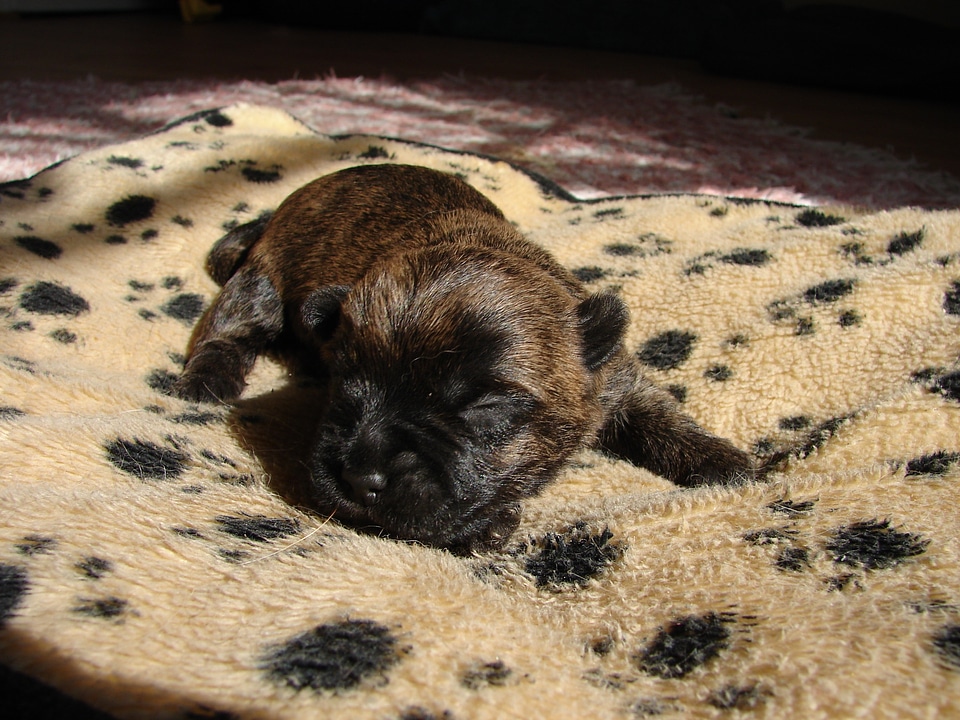 Cairn terriers dog puppy