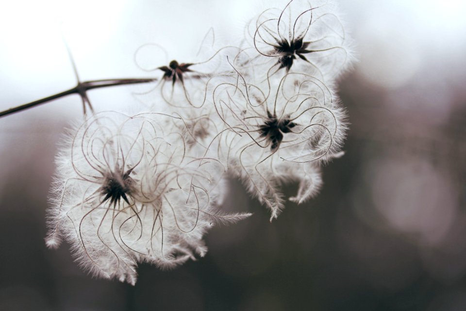 White Flowers Closeup Photography