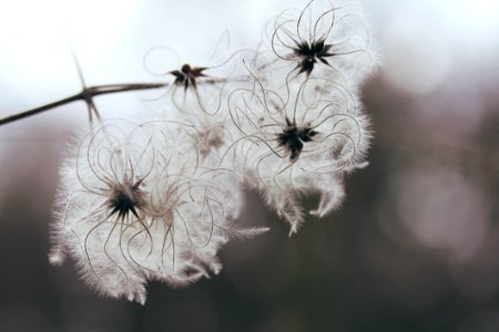 White Flowers Closeup Photography photo