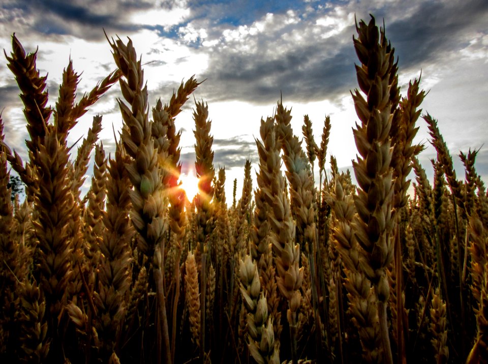 Brown Wheat Field Under Blue Cloudy Sky photo