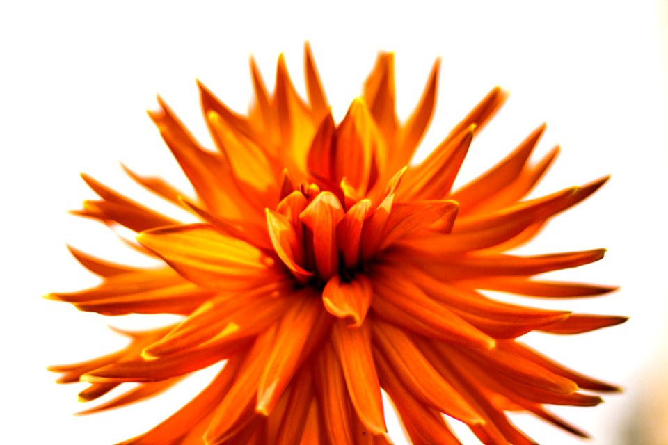 Closeup Photography Of Orange Petaled Flowers