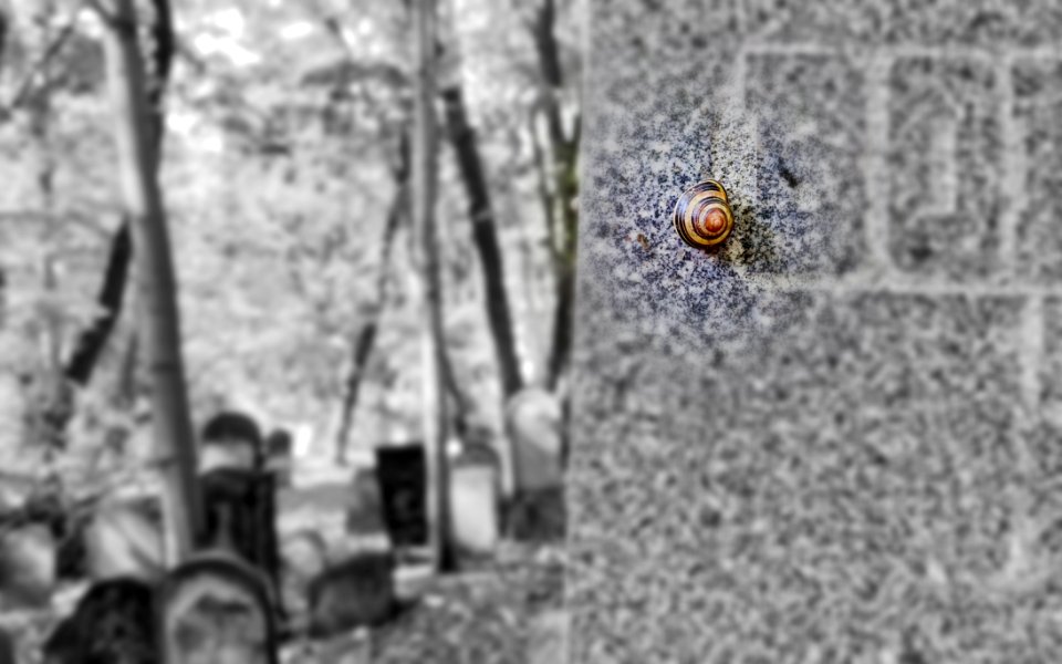 Brown And Black Snail Crawling On Wall