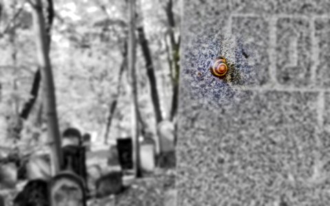 Brown And Black Snail Crawling On Wall