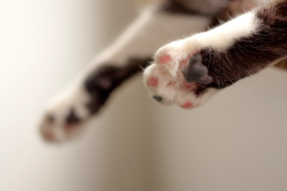 Cat Paws In Shallow Focus Photography