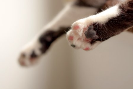 Cat Paws In Shallow Focus Photography photo