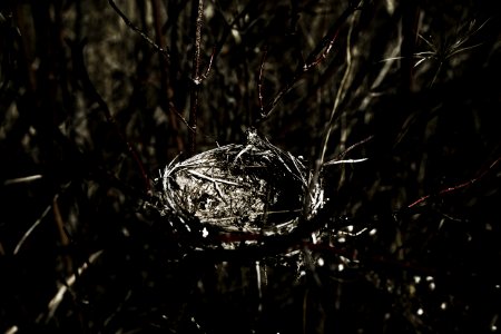 Close Up Photography Of Bird Nest