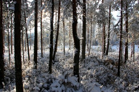 Photo Of Forest Covered Of Snow photo