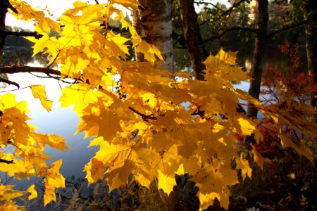 Tree Yellow Autumn Leaf photo