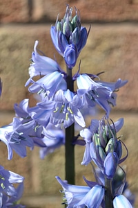 Blue garden flowers