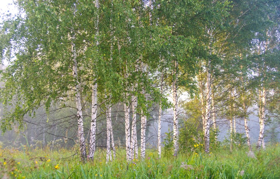 Tree Ecosystem Birch Grove