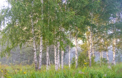 Tree Ecosystem Birch Grove photo