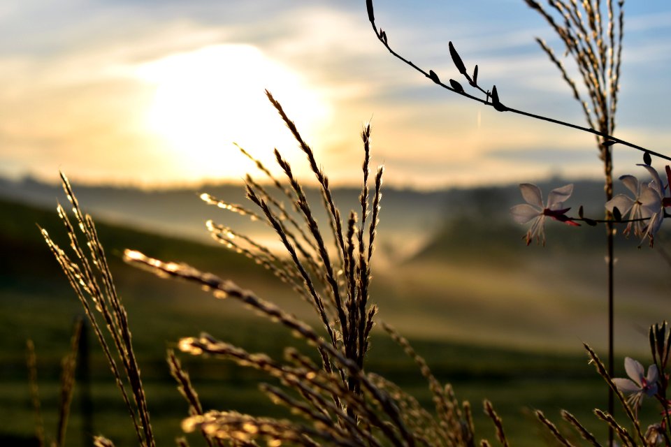 Sky Grass Morning Grass Family