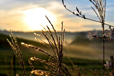 Sky Grass Morning Grass Family photo