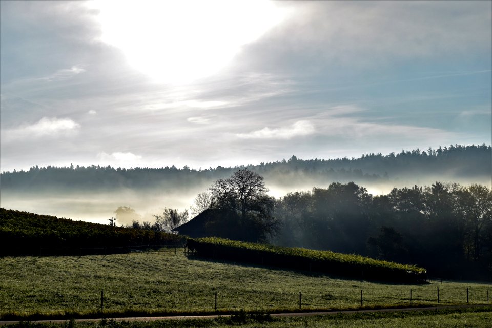 Sky Mist Highland Field