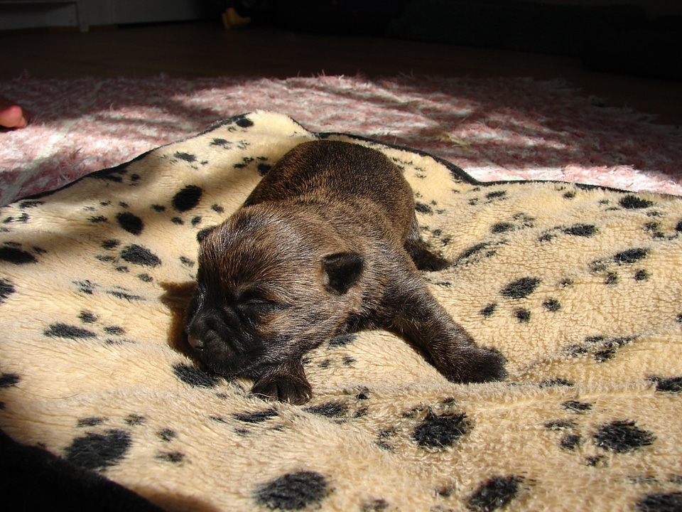 Cairn terriers dog puppy