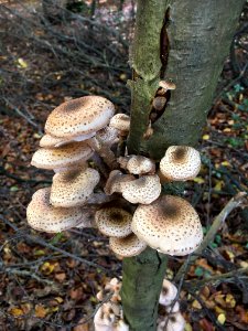 Fungus Mushroom Oyster Mushroom Edible Mushroom