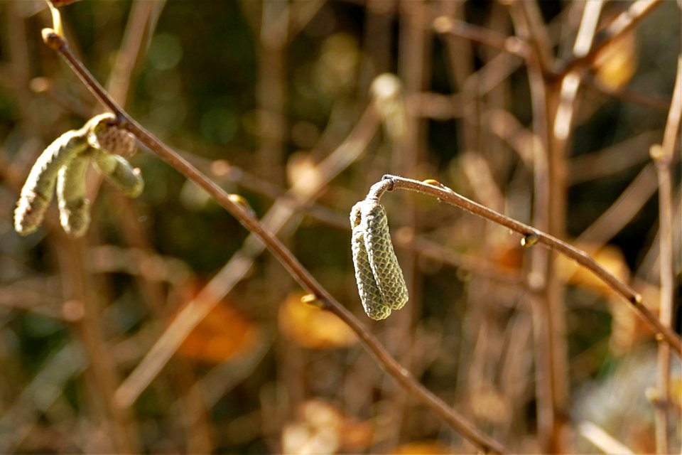 Flora Leaf Plant Twig
