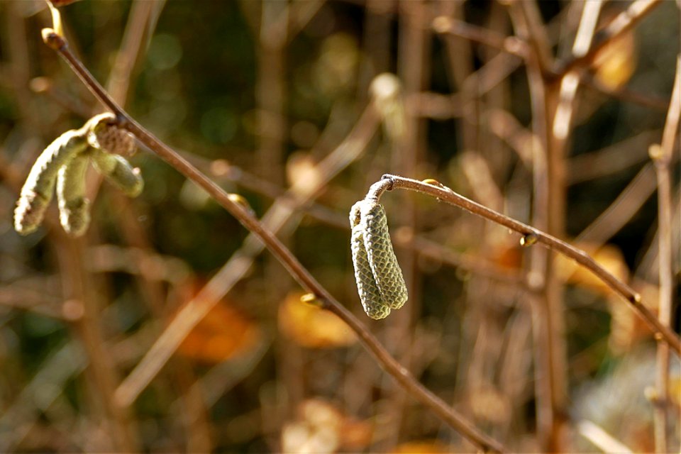 Flora Leaf Plant Twig photo