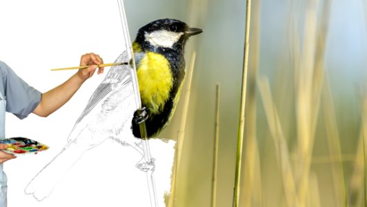 Bird Fauna Beak Finch