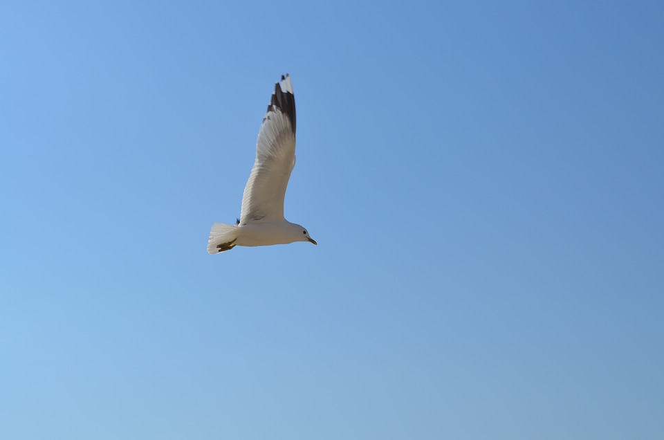Seagull flying bird photo