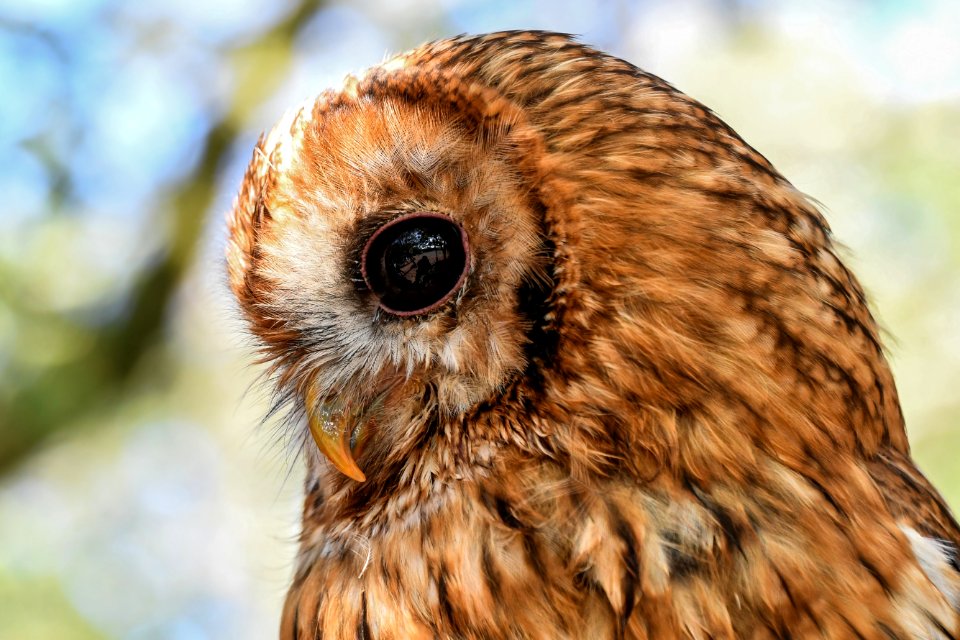 Owl Beak Fauna Bird Of Prey photo