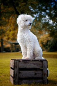 Dog Like Mammal Dog Breed Grass Bichon Fris