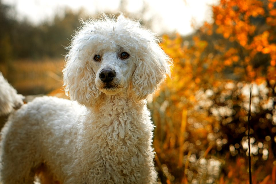Dog Like Mammal Dog Breed Dog Standard Poodle