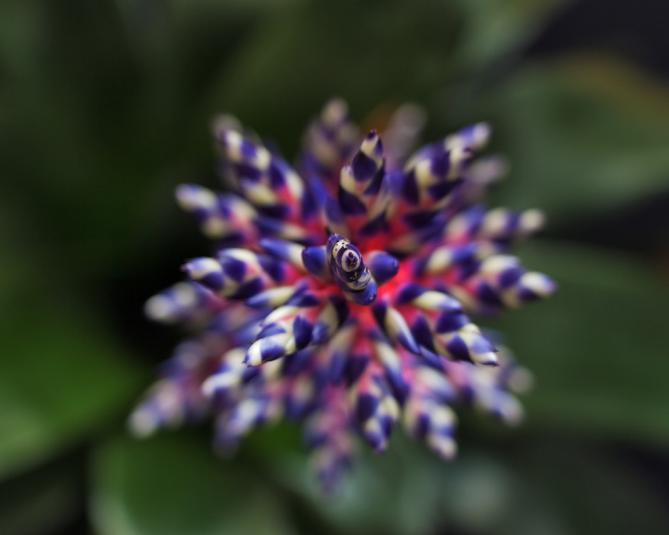 Colors aechmea blue tango