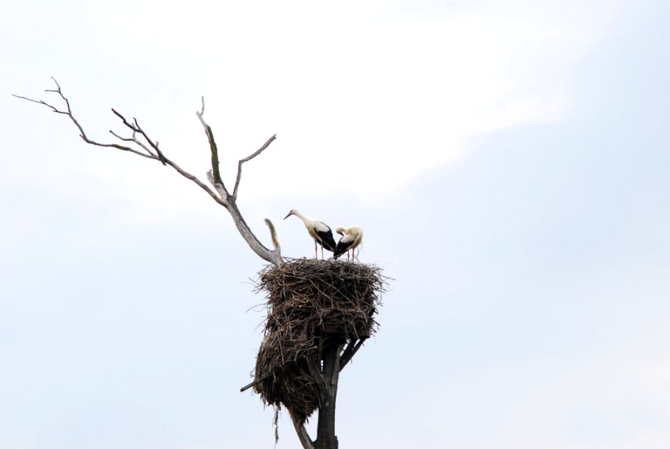 Fauna Bird Sky Ciconiiformes
