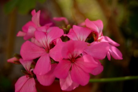 Flower Pink Plant Flora photo