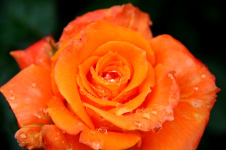 Orange Rose Garden Roses Flower