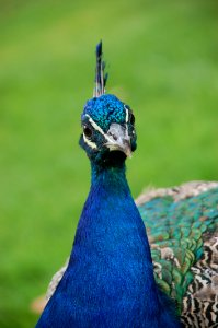 Peafowl Bird Beak Galliformes photo