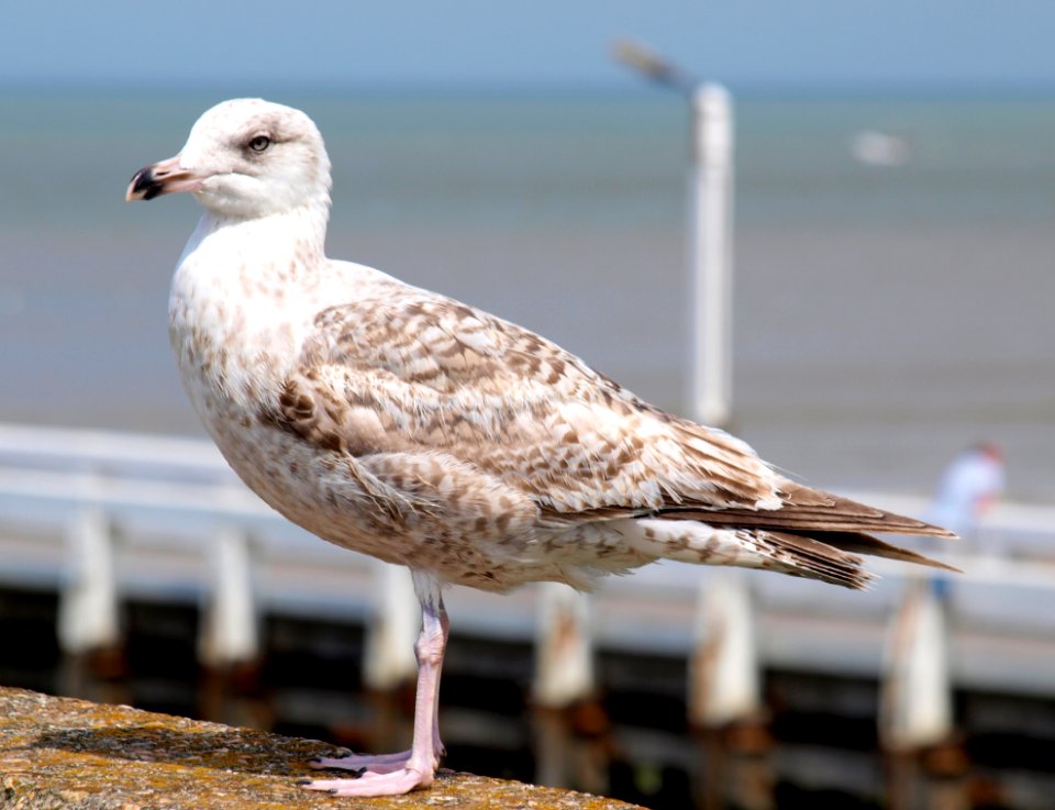 Bird Gull Seabird European Herring Gull