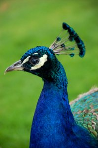 Peafowl Bird Beak Feather photo