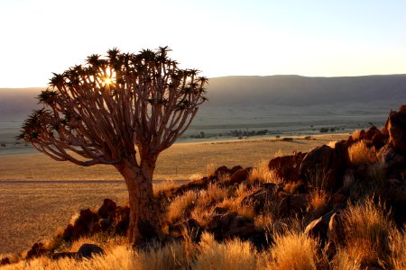 Ecosystem Vegetation Wilderness Shrubland photo