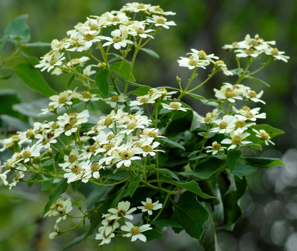 Plant Cow Parsley Nannyberry Flower