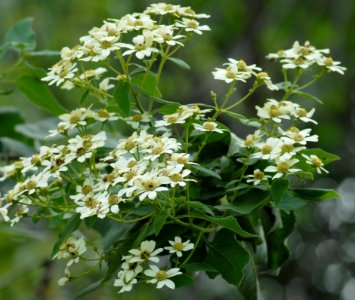 Plant Cow Parsley Nannyberry Flower