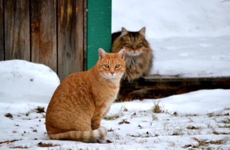 Cat Mammal Small To Medium Sized Cats Fauna photo