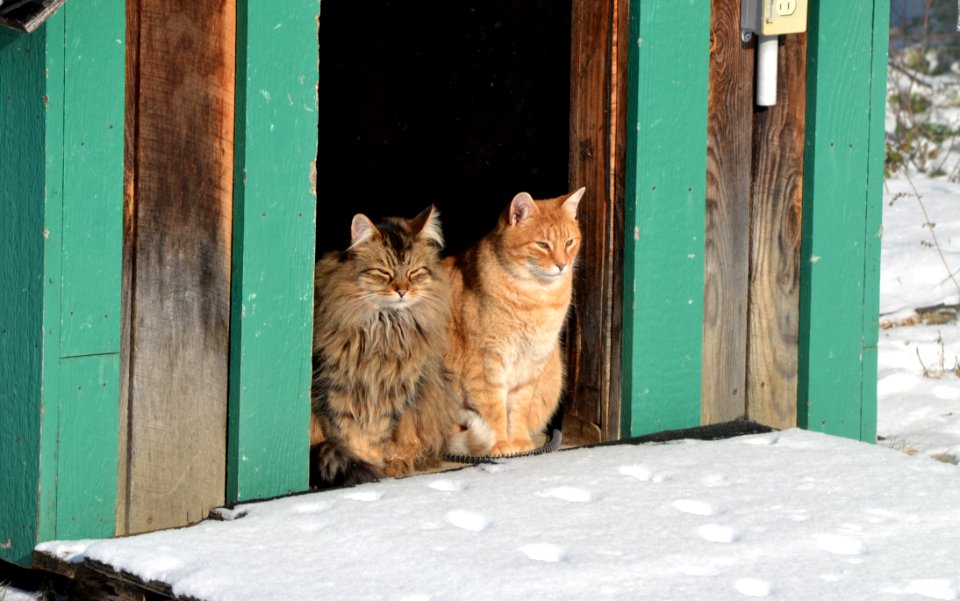 Cat Small To Medium Sized Cats Fauna Whiskers